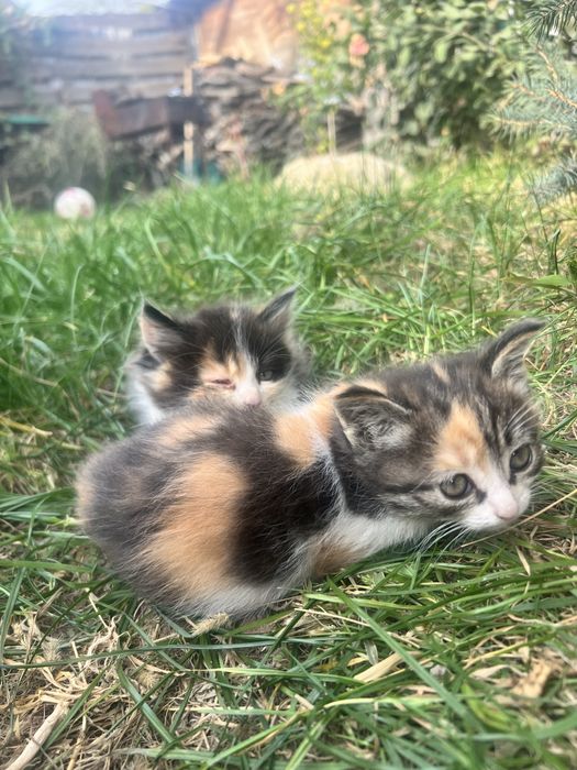 Отдам бесплатно трехцветных крыселовов