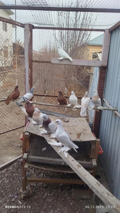 Голуби вольерные