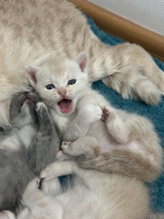 Шотландские котята ищут дом