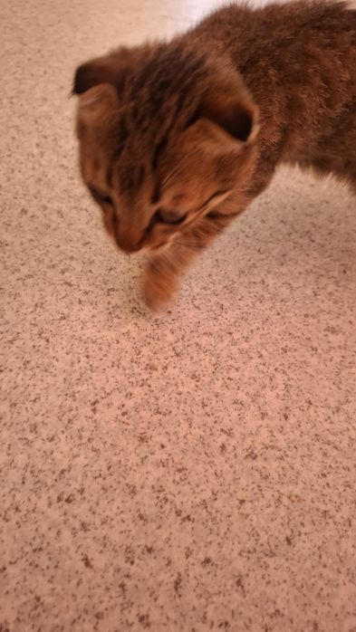 Отдам веслоухого котенка