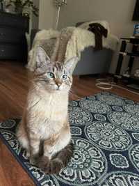 Шикарный, домашний, тайский кот Тимка. Срочно!