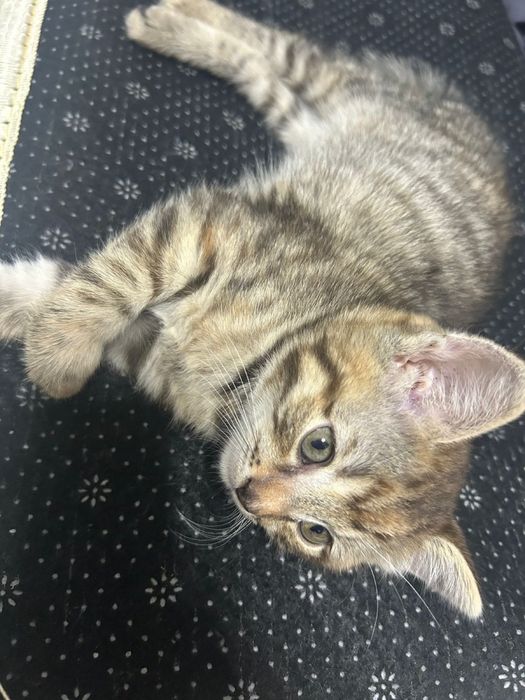 Котенок в хорошие руки к лотку приучен