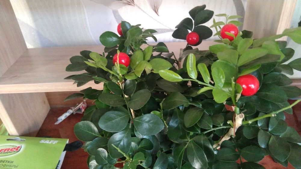 Мурайя- взрослое растение