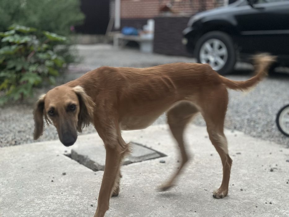 Тазы ит жоғалды Тапқан адамға сияақымыз бар  ұрғашы 7-8 айлық