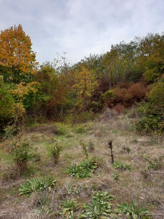 Земеделски имот в град  Плевен