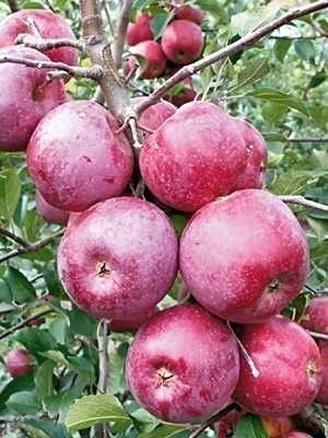 Pomi Fructiferi Columnari (MĂR )