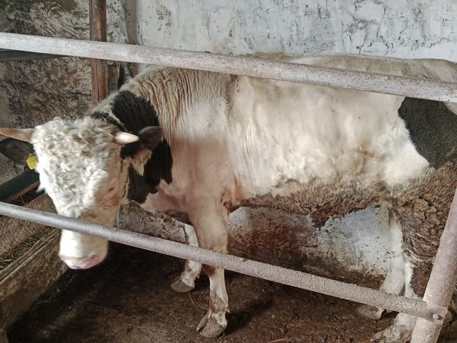 Продам быка.   .