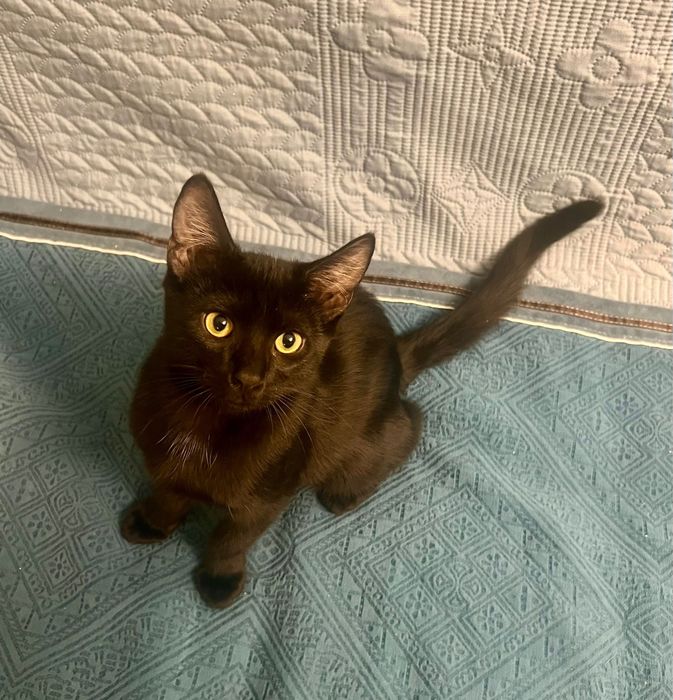 Котенок мальчик ручной