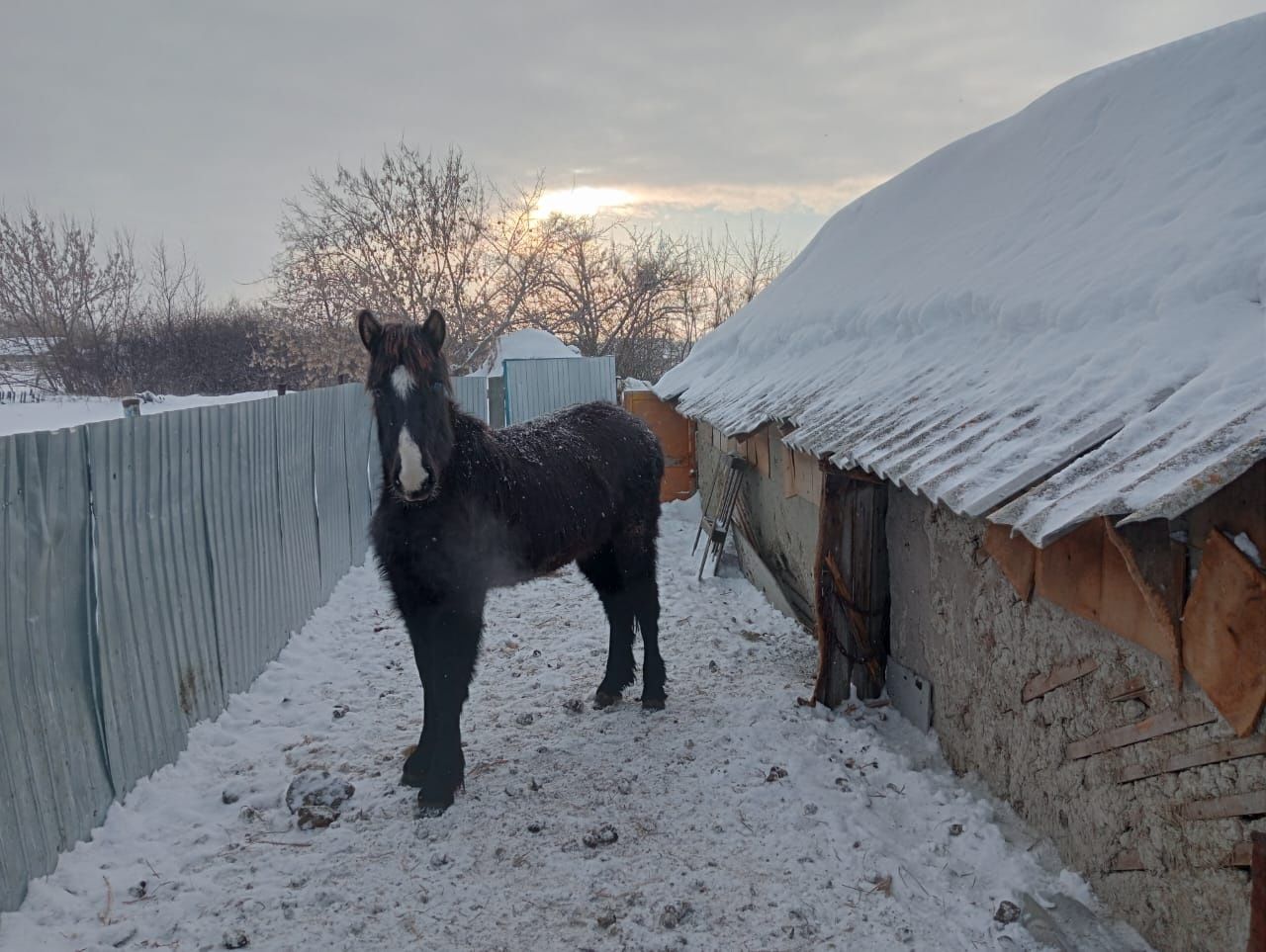 Жылкылар, лошади.