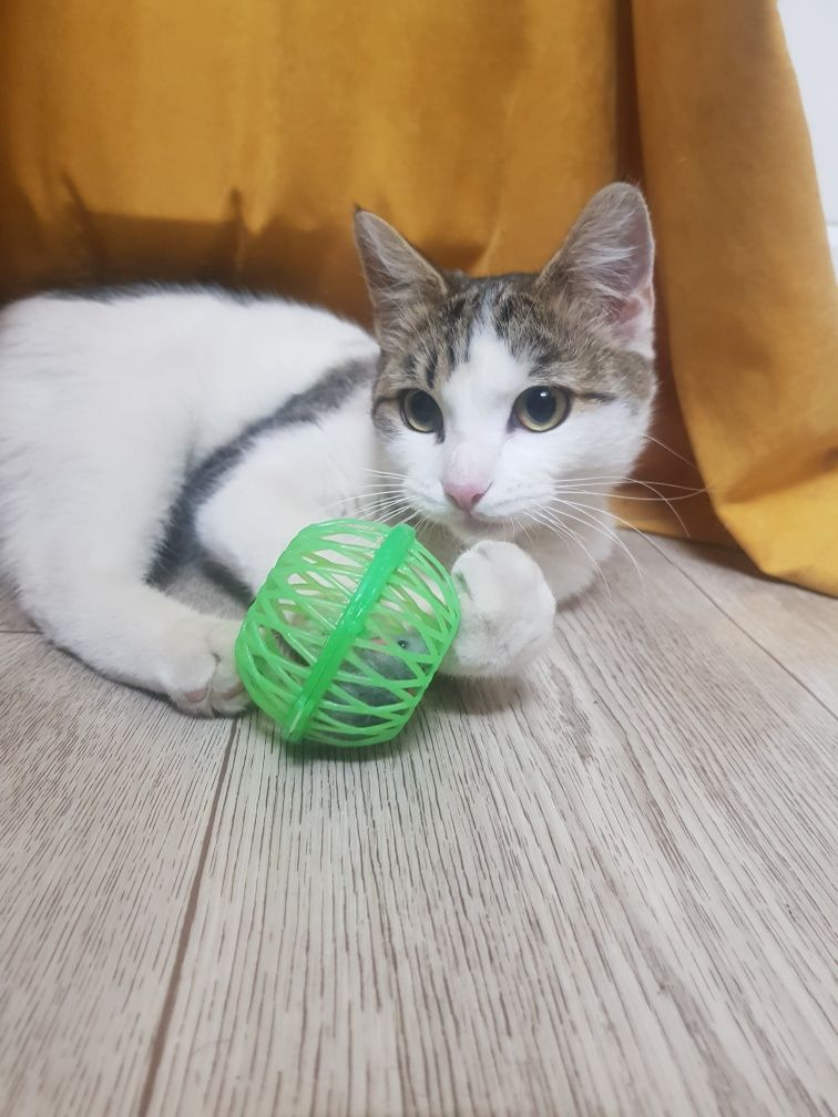 Котик ищет дом кастрирован