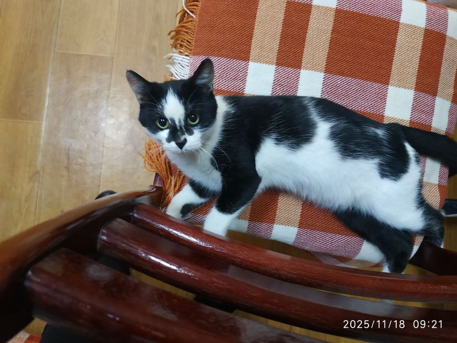 Пристраивается кошечка 5-6 месяцев