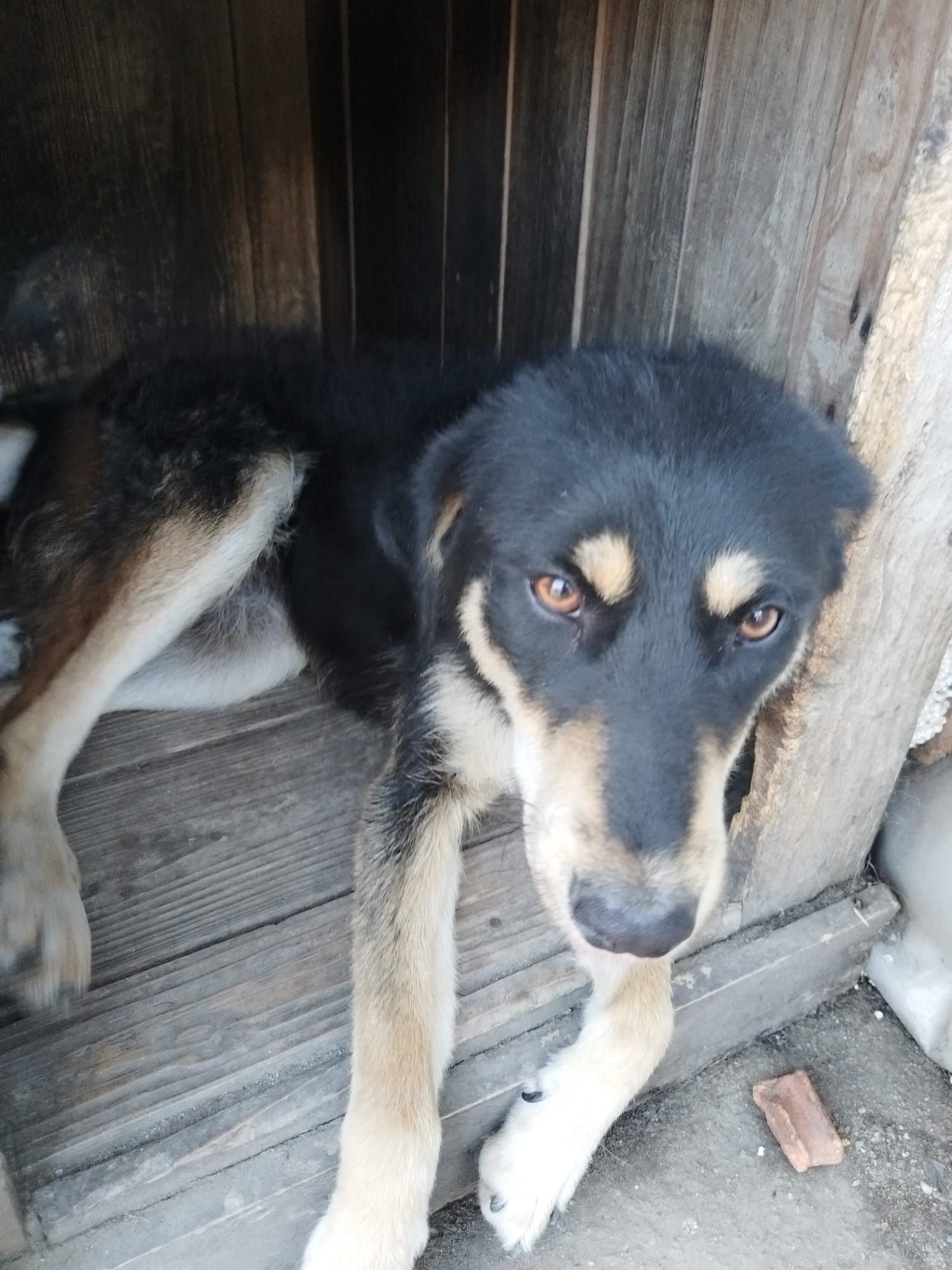 Ofer spre adopție