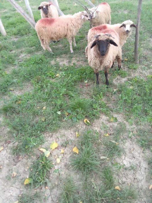 Miei de vanzare la 6 luni