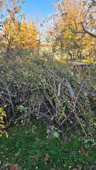 O'tin tekin (Дрова бесплатно)