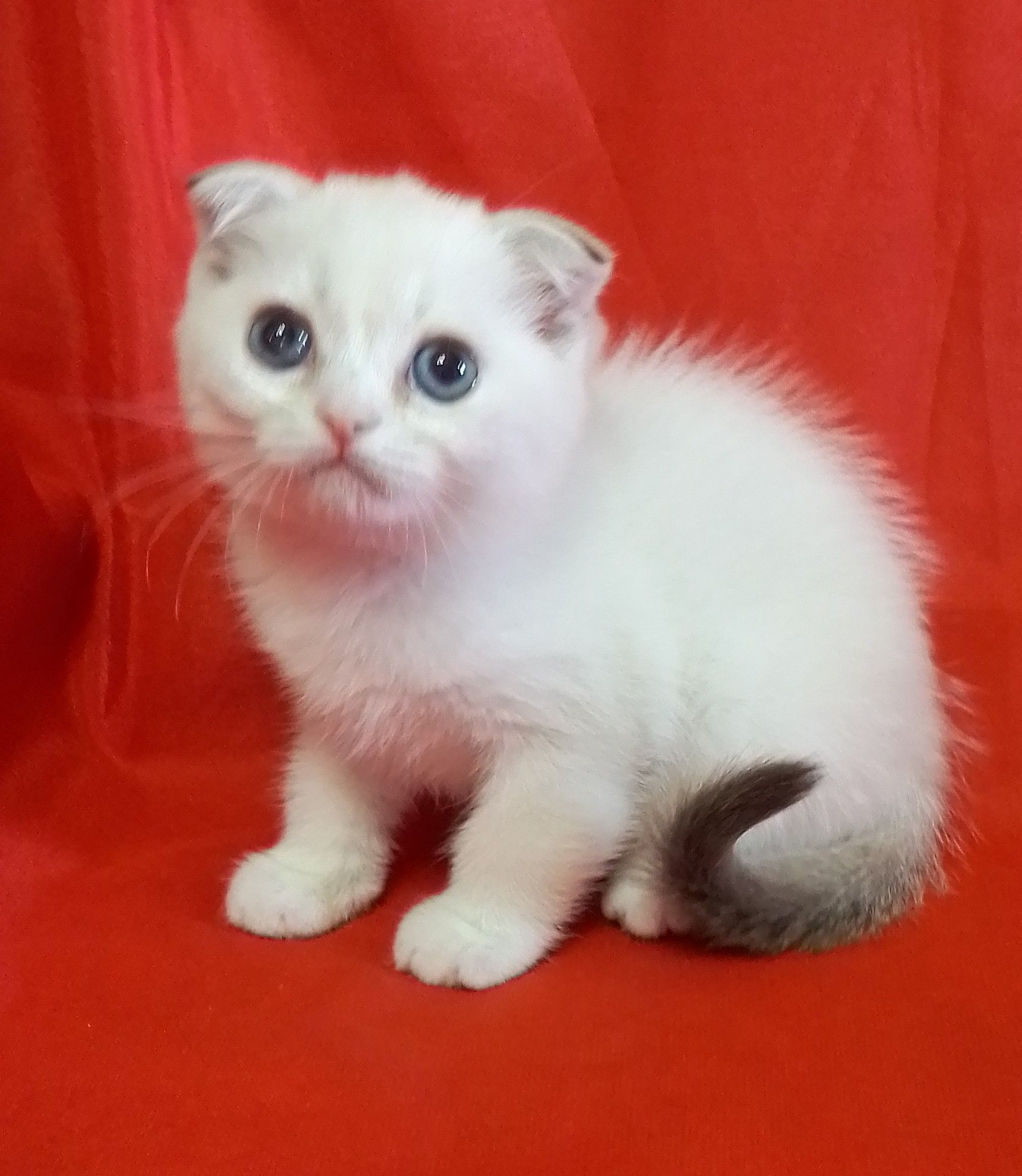 Котята скоттиш страйт/фолд