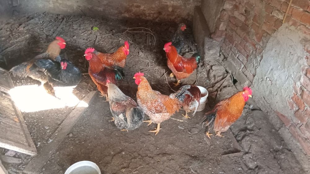 Schimb pe oi sau vaci cu lapte