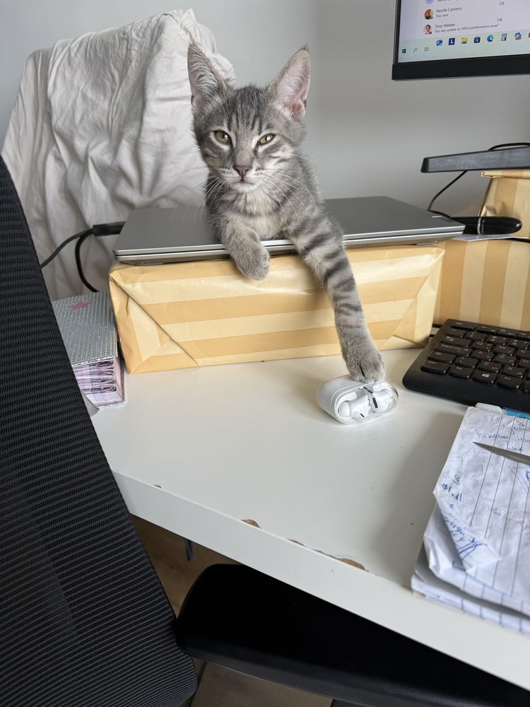 Подарява се коте