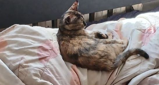 Отдам кошку.