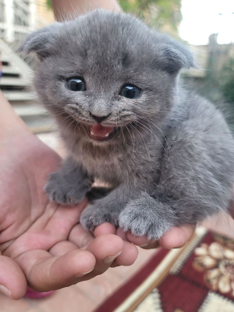 Котики 2 девочки 2 мальчика СРОЧНО!
