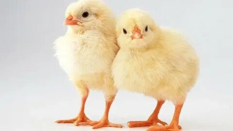 Jujalar optom narxlarda sotiladi Uzbekistan buylab dastavka bor