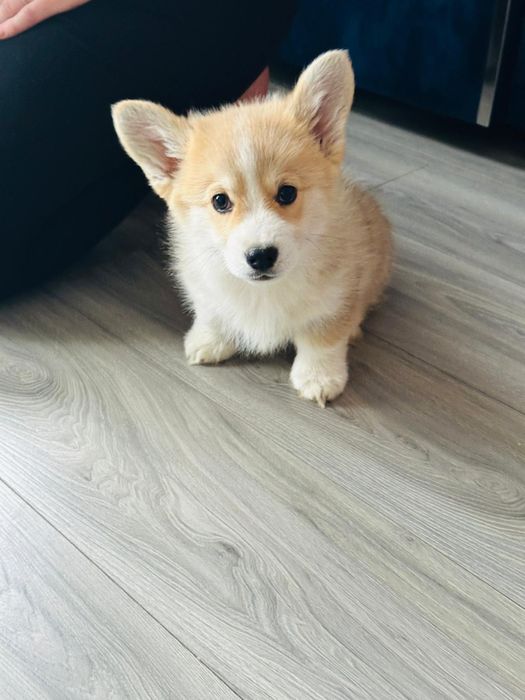 Welsh corgi pembroke