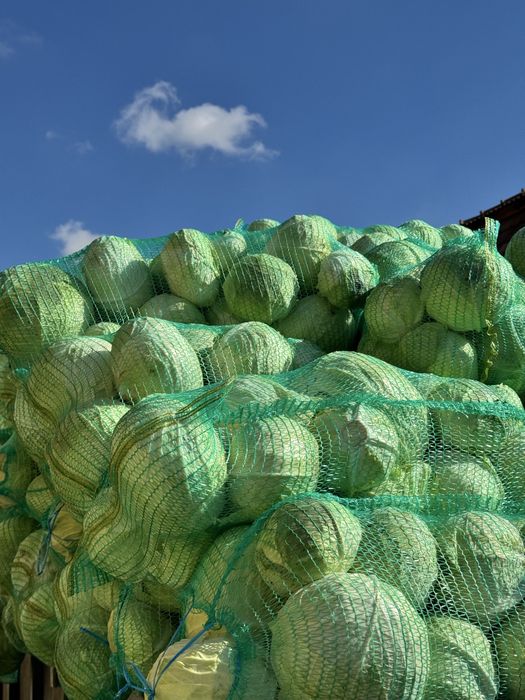 Varza cu frunza subtire - de la producator