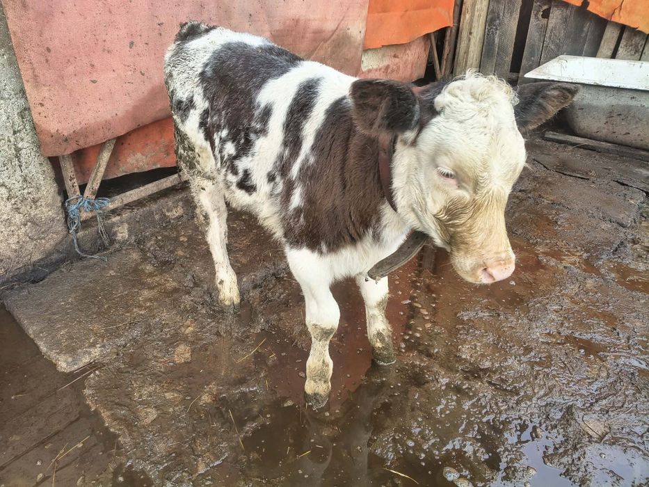 Vițea belgiana de vânzare