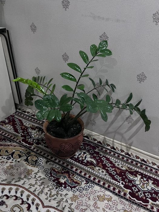 Комнатные растения