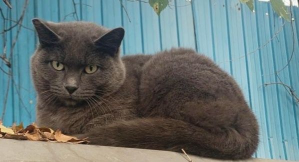 Кошечка Шотландская приучена к лоточку и когтеточке