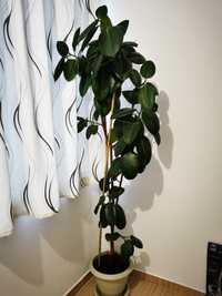 Ficus deosebit 2.1 m