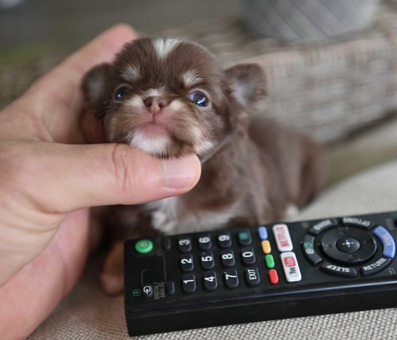 Женско миниатюрно чихуахуа шоколадов тен