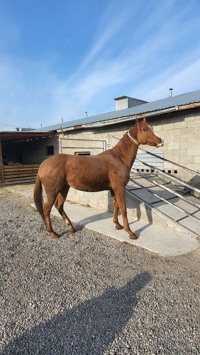 Продам Чистакровного Англичанин
