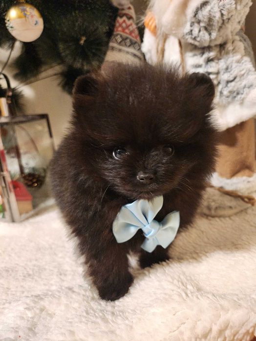 Черен померан момче