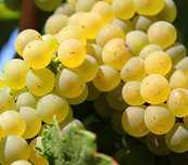 struguri albi pentru vin, ferească regală