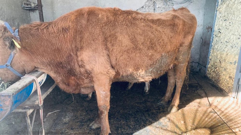 Улкен ири сиыр сатылады 480000