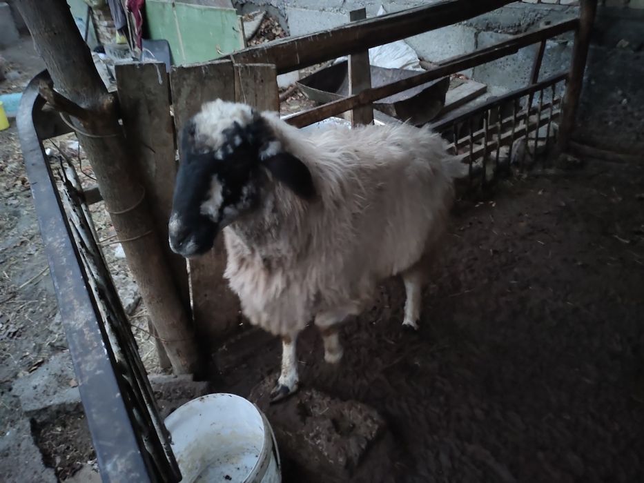 Ку́йлар сотилади