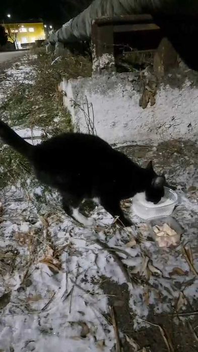 Кошке нужен дом! Срочно!