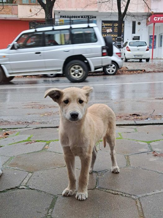 Мъжки кученца търсят дом