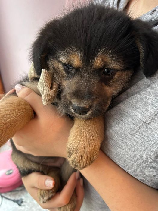 Cățeluși simpatici