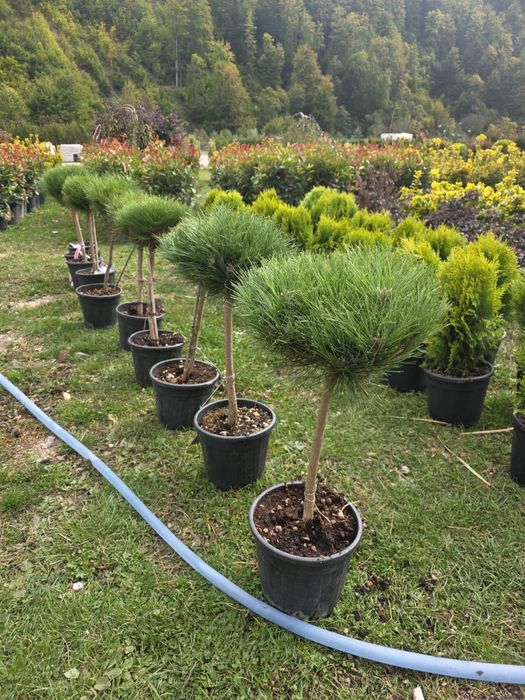 Amenajare gradini cu plante ornamentale