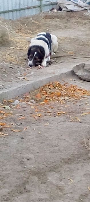 Ишончли кулга бераман