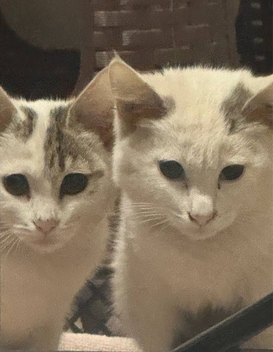 Hadiyaga mushukchalar berladi