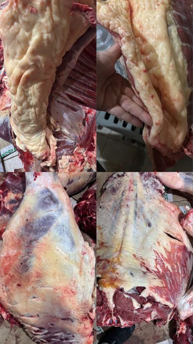 Продам жабагы на согым есть рассрочка через каспий банк