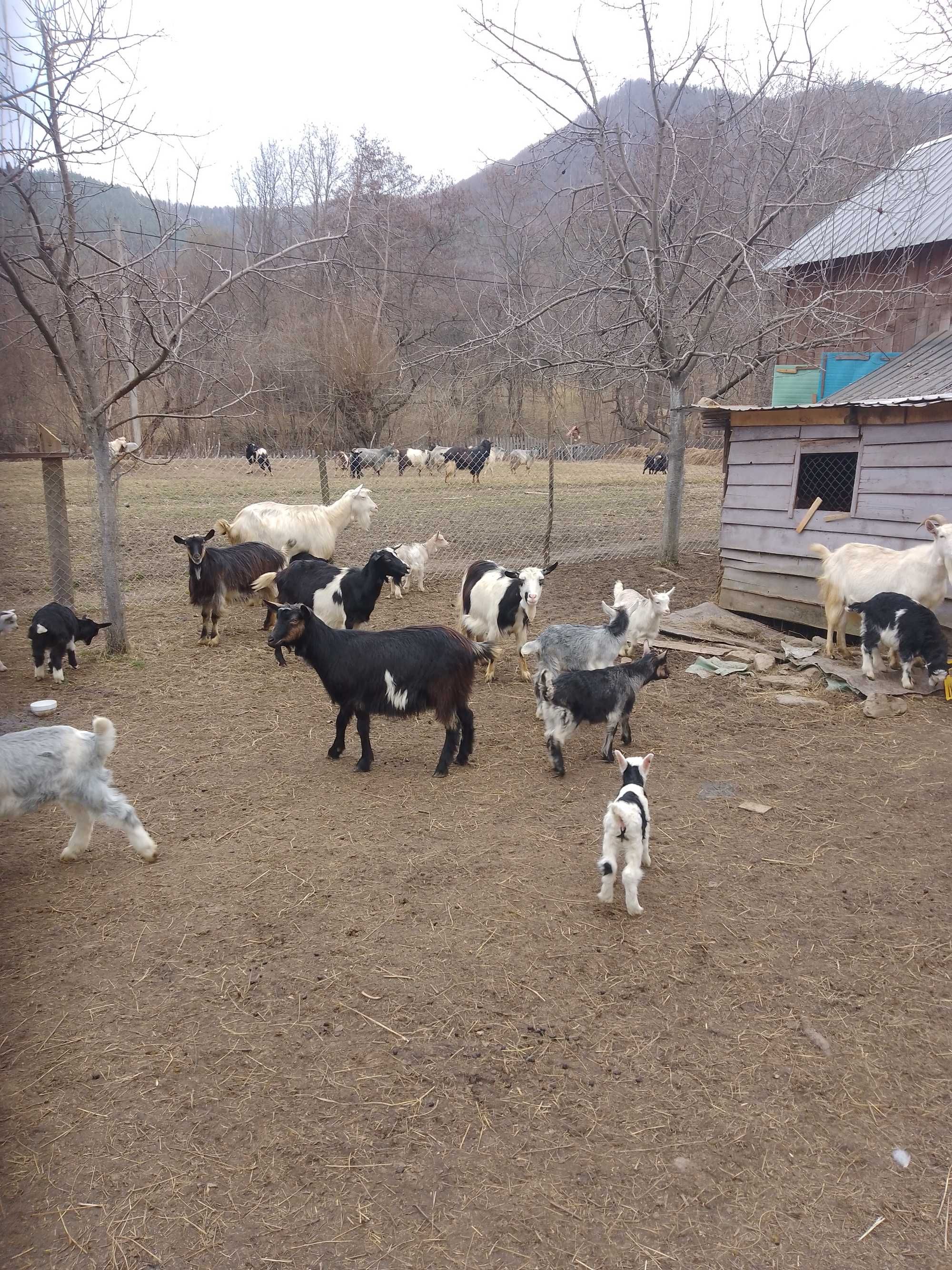 Capre și țapi de vanzare