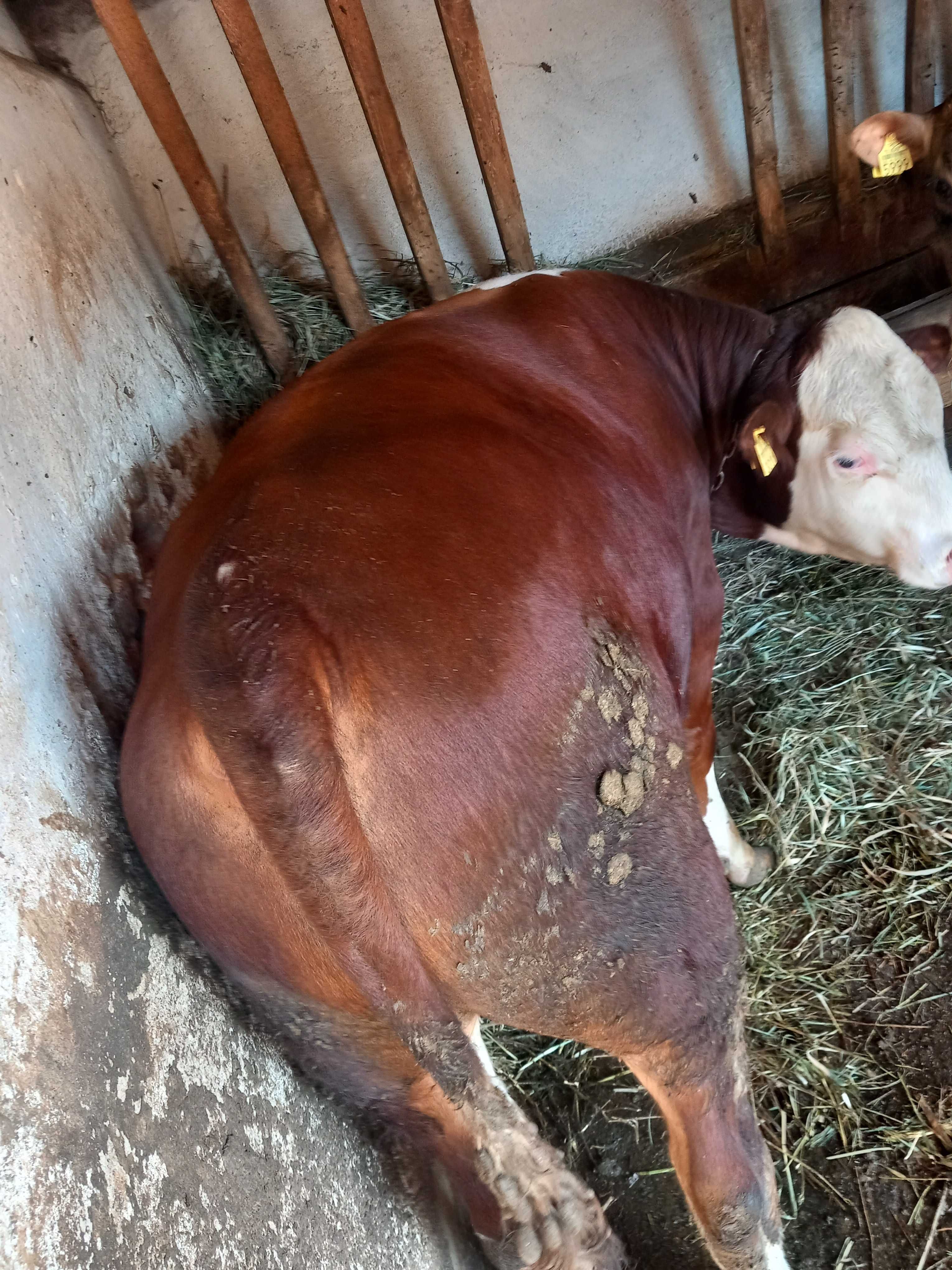 Vand tauri 6 bucati