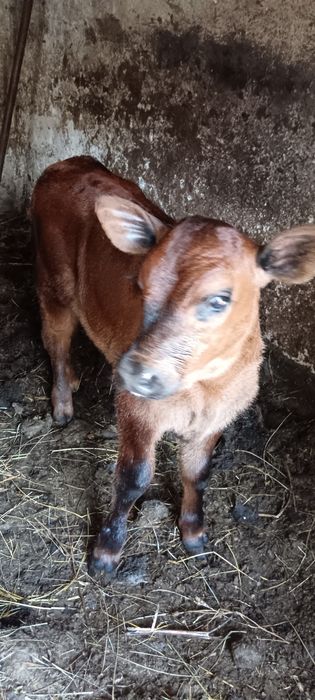 Viței Din Monta De Carne(Angus)