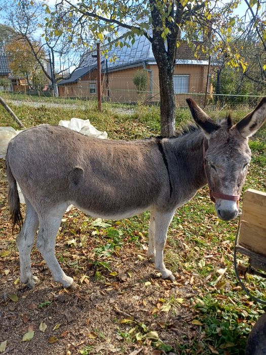 Magăriță gestantă în 11 luni