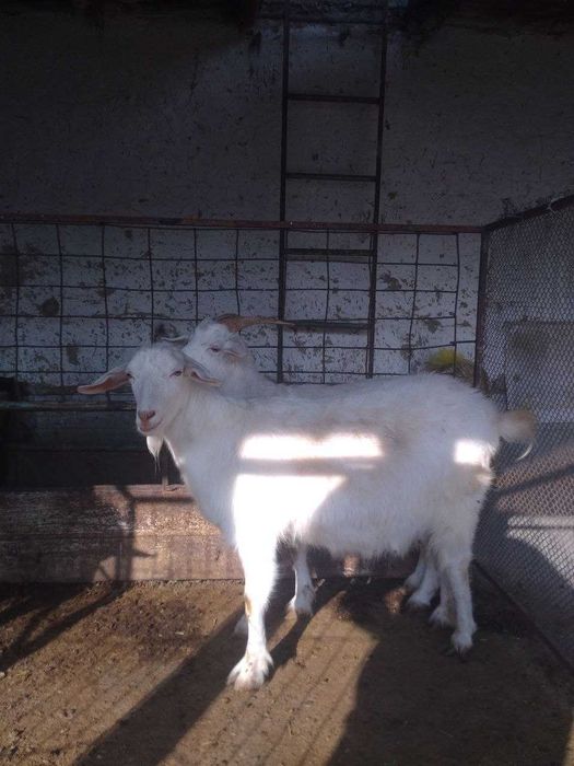 Эчкилар сотилади