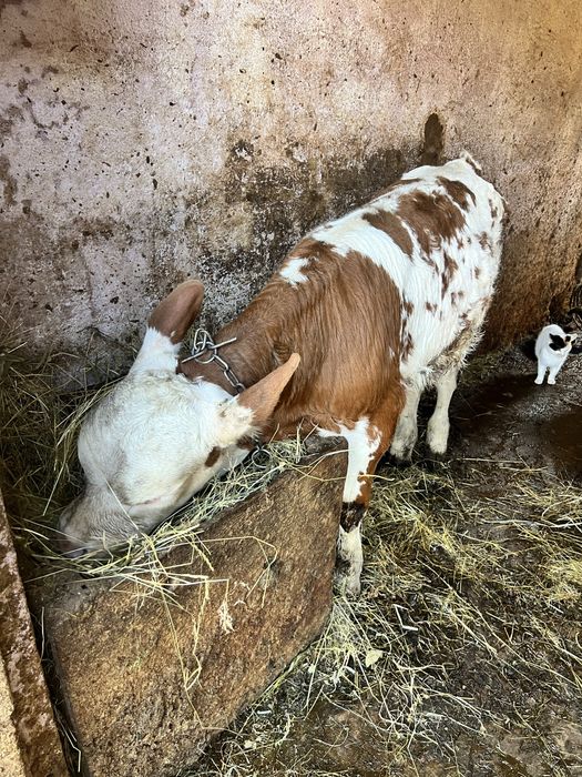 Vand juninca cu vitel se dau si separat