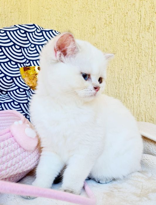 British shorthair cu pedigree
